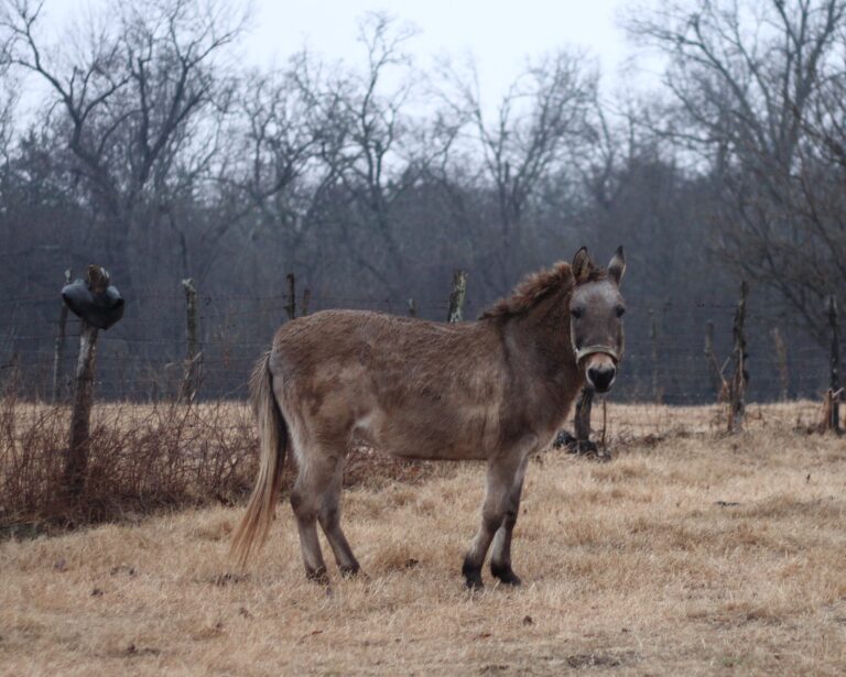 Can a male horse breed a donkey?