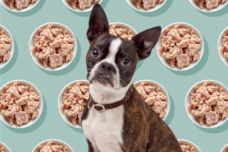 Can dogs eat tuna?