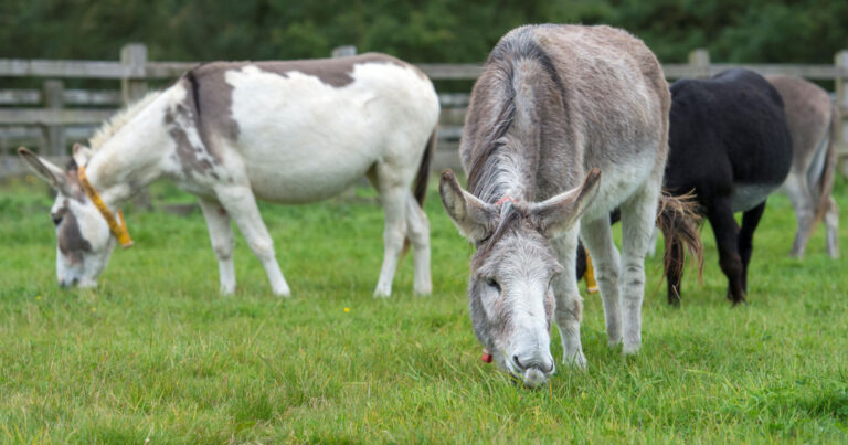 Can two donkeys breed?