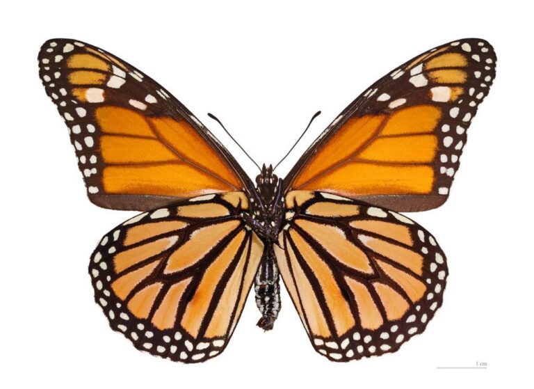 How many wings does a butterfly have?