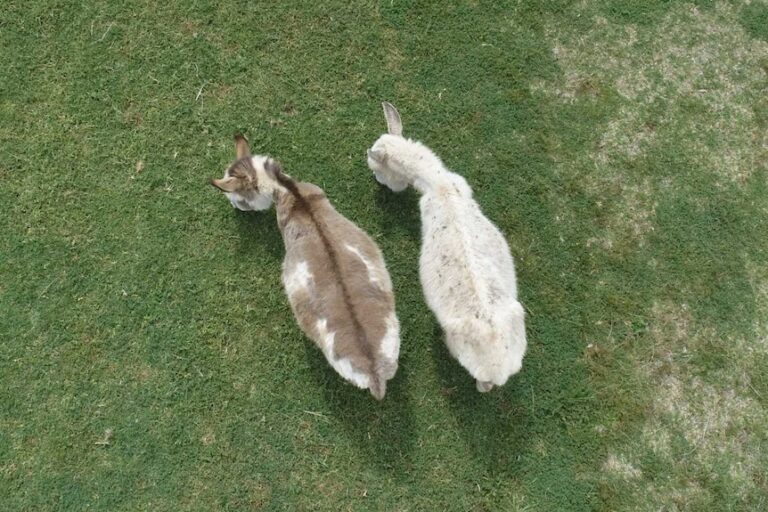 What are donkeys with cross on back called?
