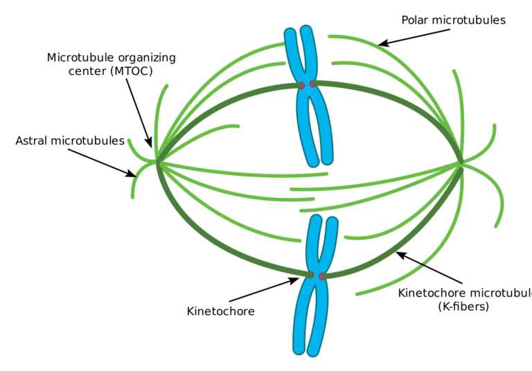What are spindles made of?