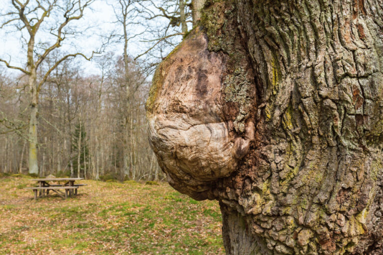 What are wood burls used for?