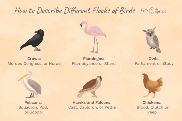 What is called bird?