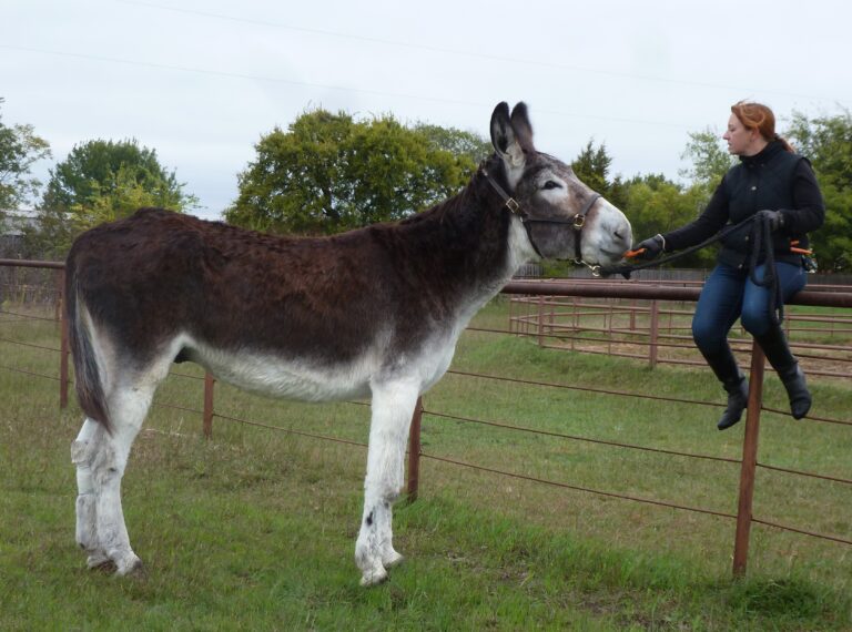 What is the largest breed of donkey?