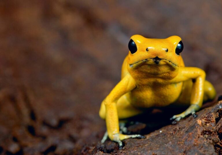 What does the frog mean to AKA?